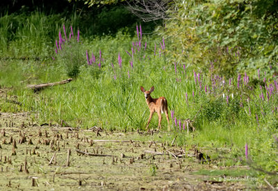 Petit Bambi