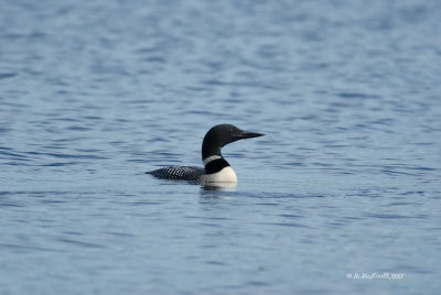 Plongeon huard