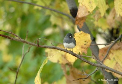 Junco