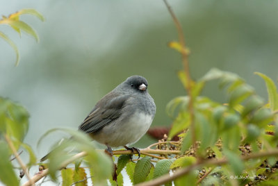 Junco