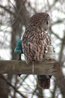 Great Gray Owl