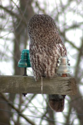 Great Gray Owl