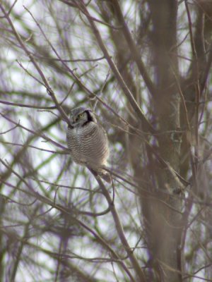 Northern Hawk Owl