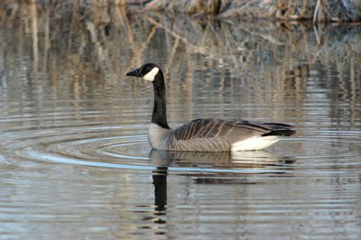  Canada Goose