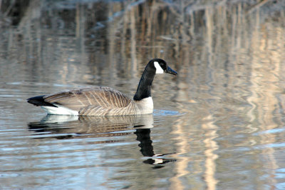  Canada Goose