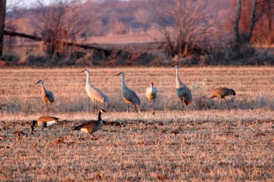 Sandhill Crane