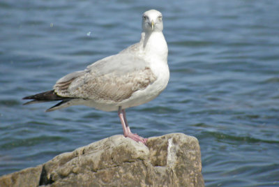 GULL, HERRING