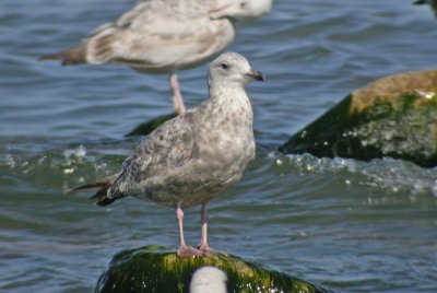 Herring Gull