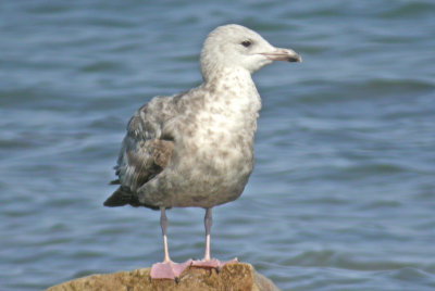 Herring Gull