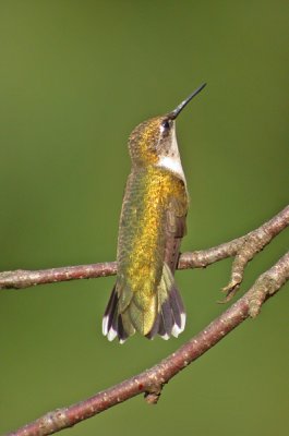 Ruby-throated Hummingbird (Juv.)