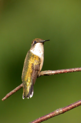 Ruby-throated Hummingbird (Juv.)