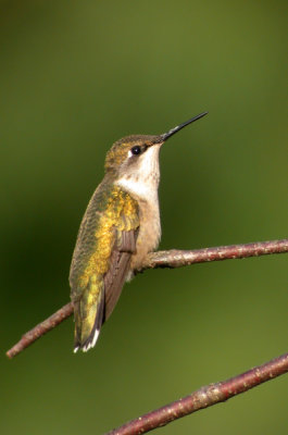 Ruby-throated Hummingbird (Juv.)