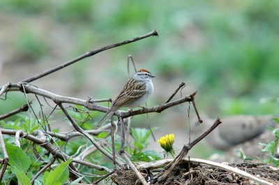 Chipping Sparrow