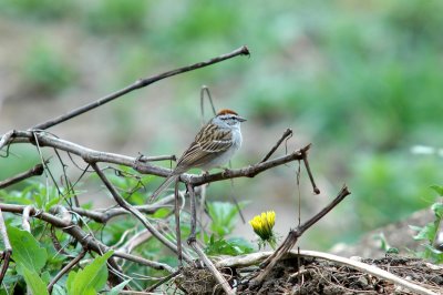 Chipping Sparrow