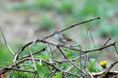 Chipping Sparrow