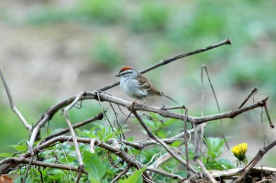 Chipping Sparrow