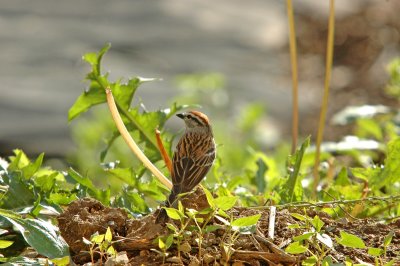 Chipping Sparrow