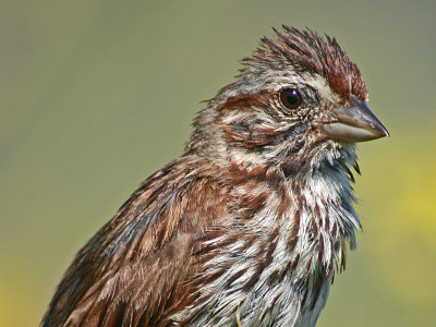 Song Sparrow