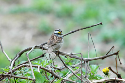 White-throated Sparrow