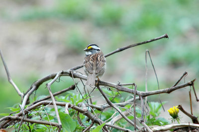 White-throated Sparrow