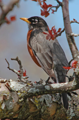 Robin