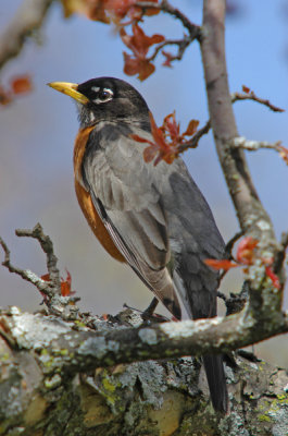 Robin