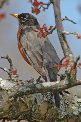Robin