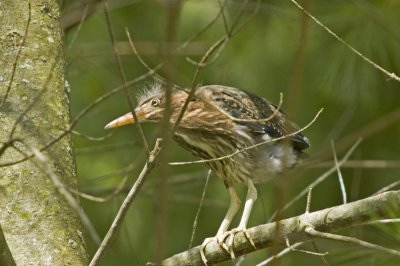 Green Heron fledgling