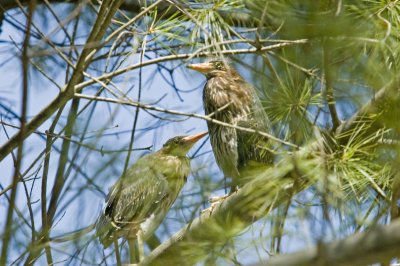 Green Heron fledgling