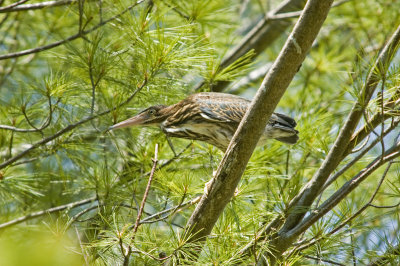 Green Heron fledging