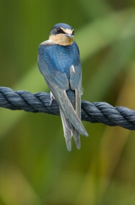 Barn Swallow (Juv.)