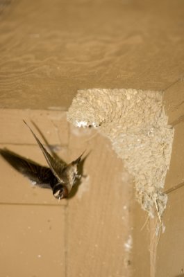 Cliff Swallow