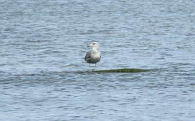 Herring Gull