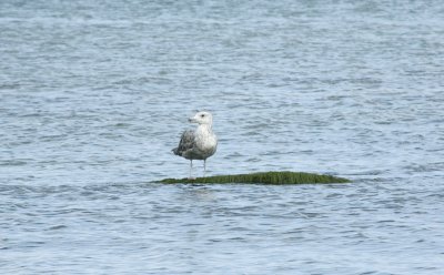 Herring Gull