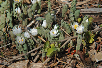 DSC_2048A.jpg