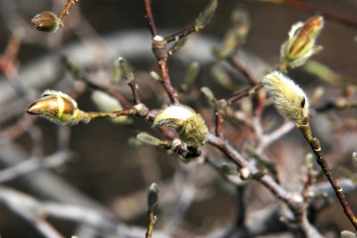DSC_2092A.jpg