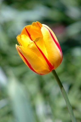 DSC_2498a.jpg