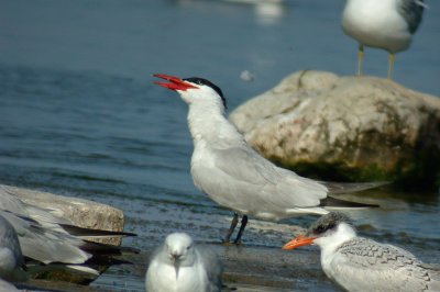 Caspian Tern