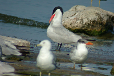 Caspian Tern