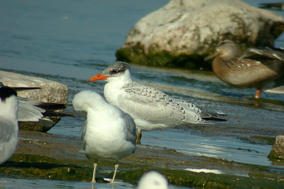 Caspian Tern