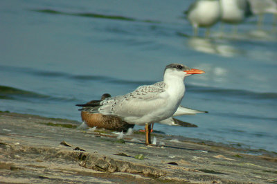 Caspian Tern