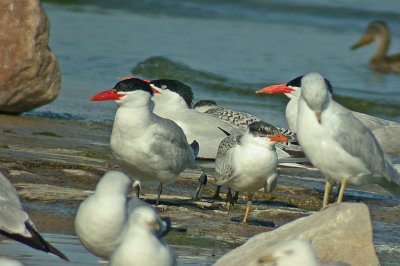 Caspian Tern