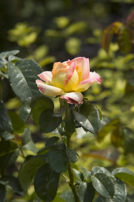 DSC_4284P.jpg
