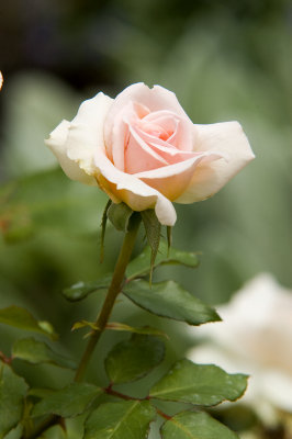 DSC_4308P.jpg