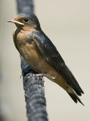Barn Swallow (Juv.)