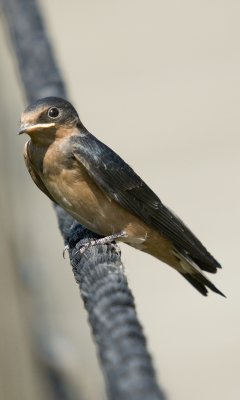 Barn Swallow (Juv.)
