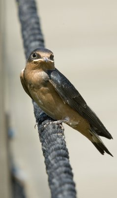 Barn Swallow (Juv.)