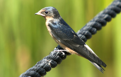 Barn Swallow (Juv.)
