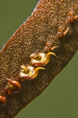  Bulbophyllum maximum flowers, about 1/4 in size