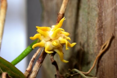  Bulbophyllum Odoratissium closeup
